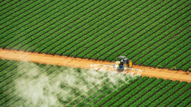 Best Termite Control Services  in Strawberry, CA