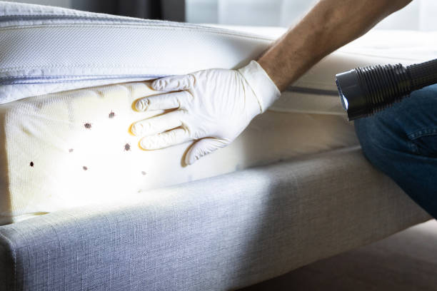 Pest Prevention Services in Strawberry, CA