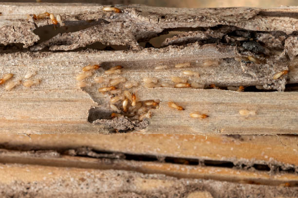 Best Best Pest Control Near Me  in Strawberry, CA